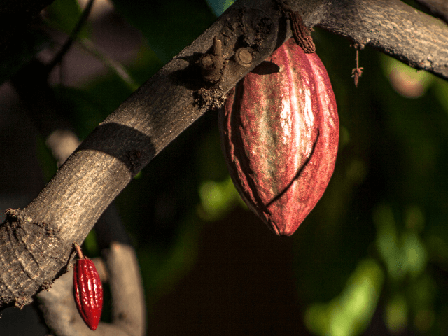 Como o Cacau Vira Chocolate?